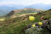 94  Pulsatilla alpina sulfurea